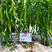 种椒1号辣椒苗，产量高、果子直顺、卖相好、春秋栽培，提前预