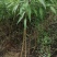 山桃苗，毛桃苗，产地直供，保质保量，500万株直销。