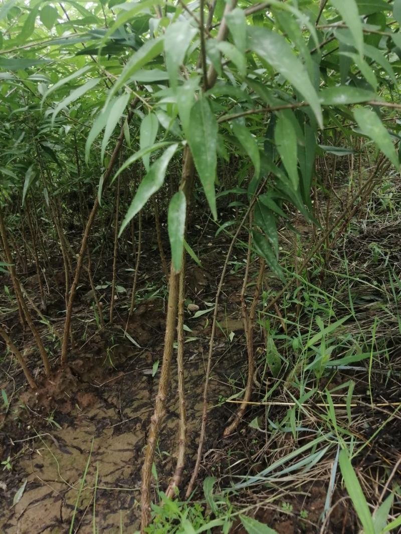 山桃苗，毛桃苗，产地直供，保质保量，500万株直销。