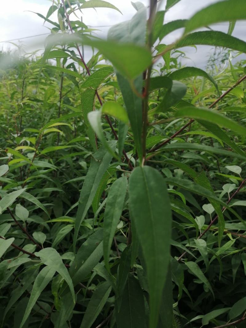 毛桃树苗，山桃苗，桃树苗，嫁接桃树苗，一年苗二年苗，