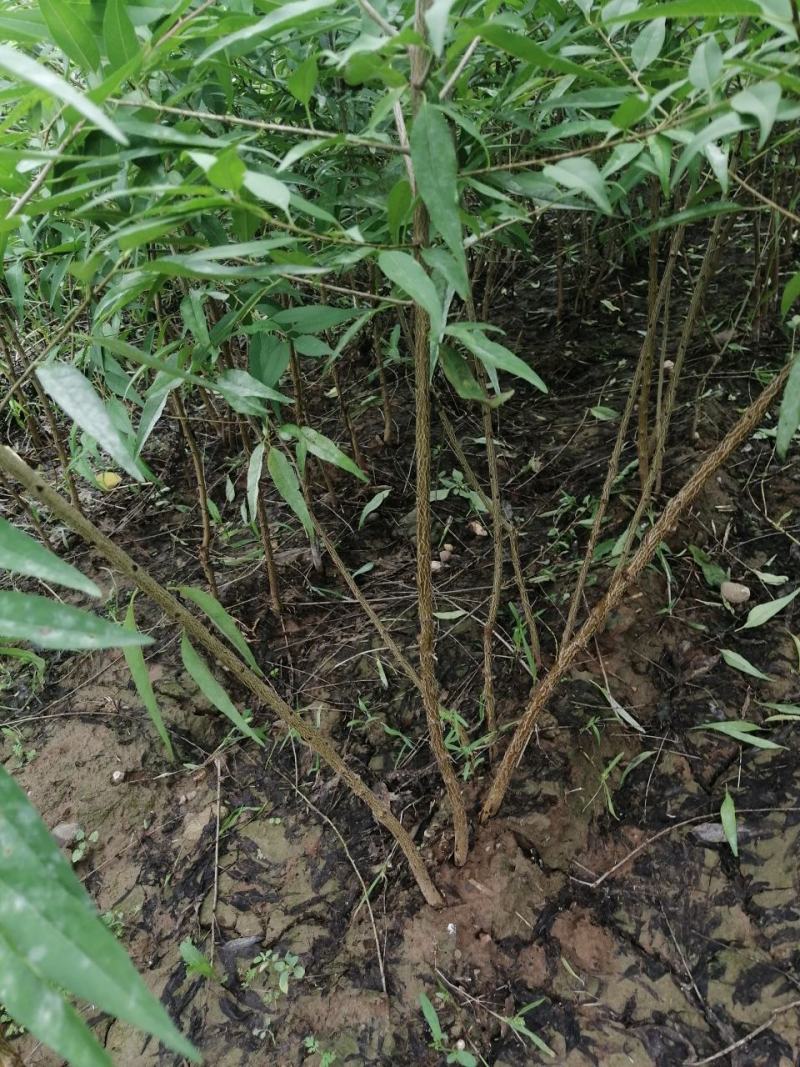 毛桃树苗，山桃苗，桃树苗，嫁接桃树苗，一年苗二年苗，