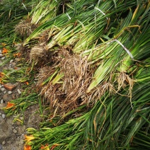 基地出售精品大花萱草，出售成都精品大花萱草