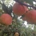 高原红嘎啦苹果，个头大，颜色漂亮，口感美得很
