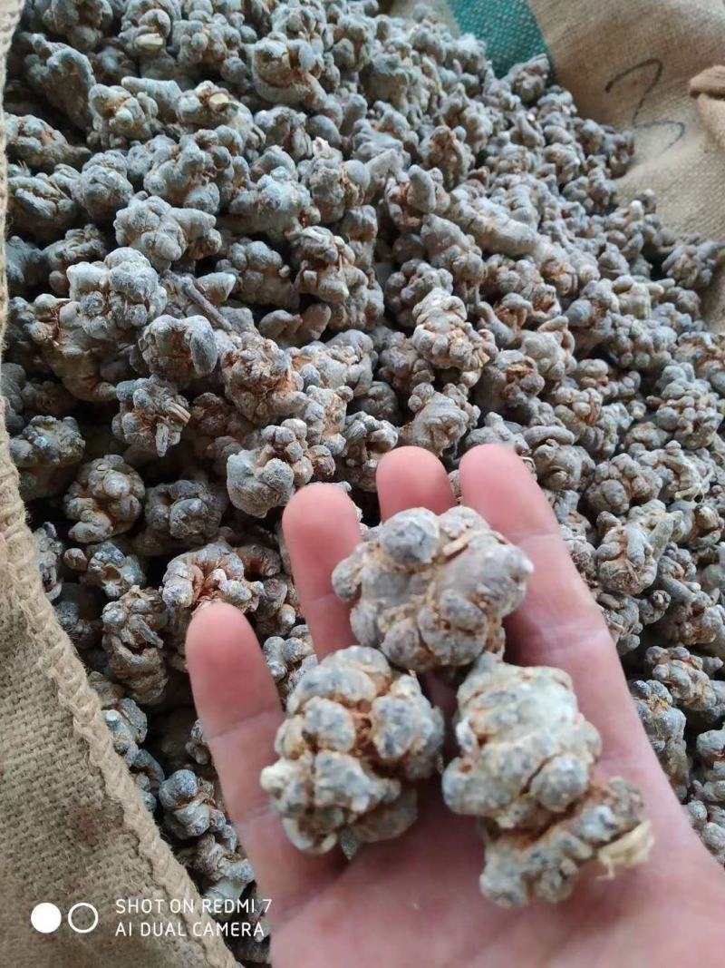 云南三七自种自销精选优质水洗足干戴帽三七特级田七
