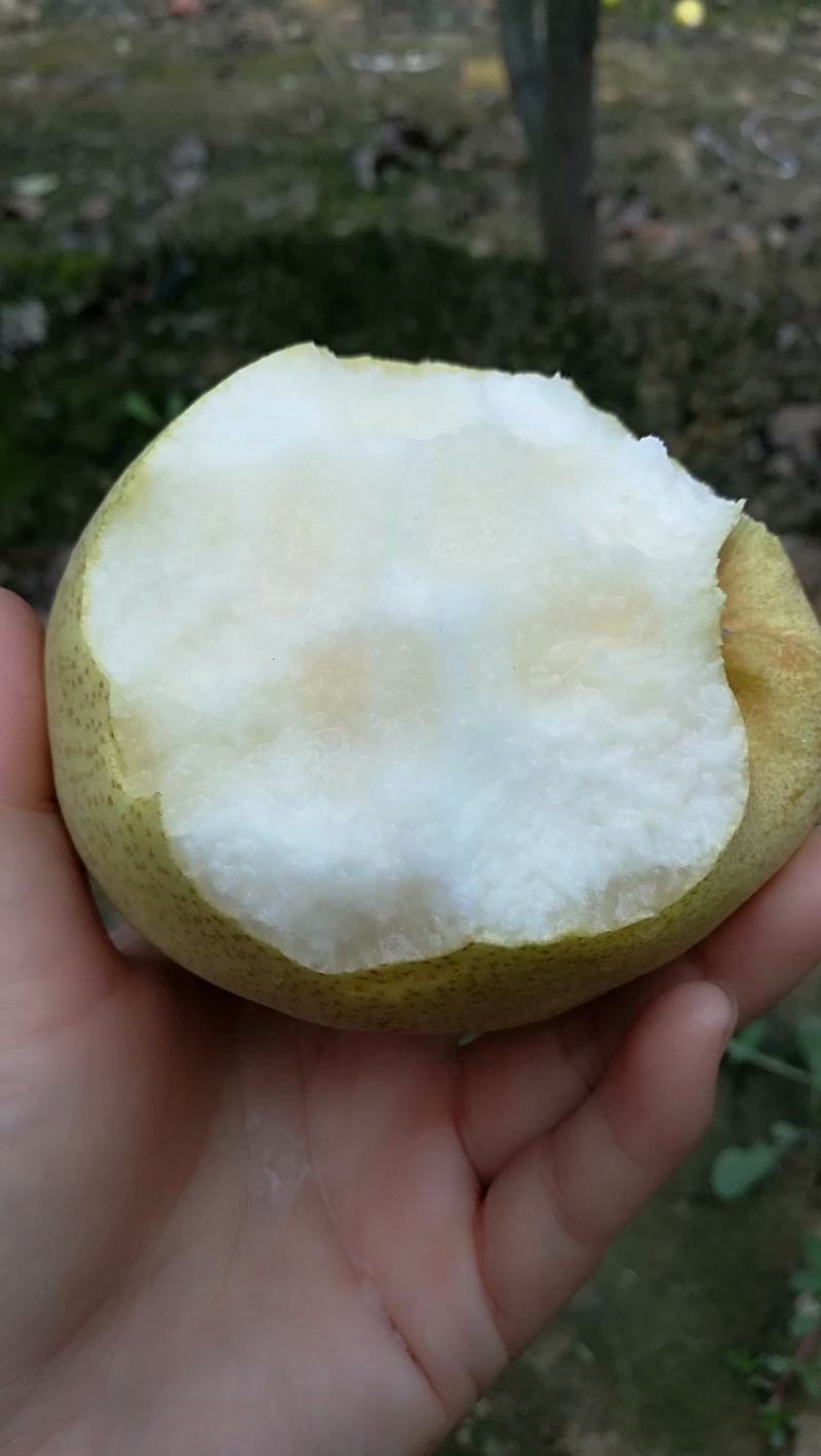 泾河畔雪花梨，口味酸甜，白肉细腻多汁
