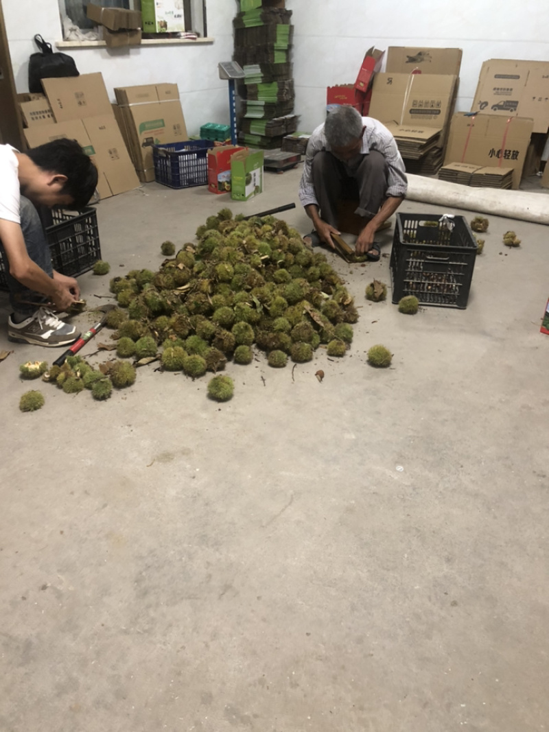 板栗野生农家新鲜毛栗江山新鲜不进冷库不大药三十年老树