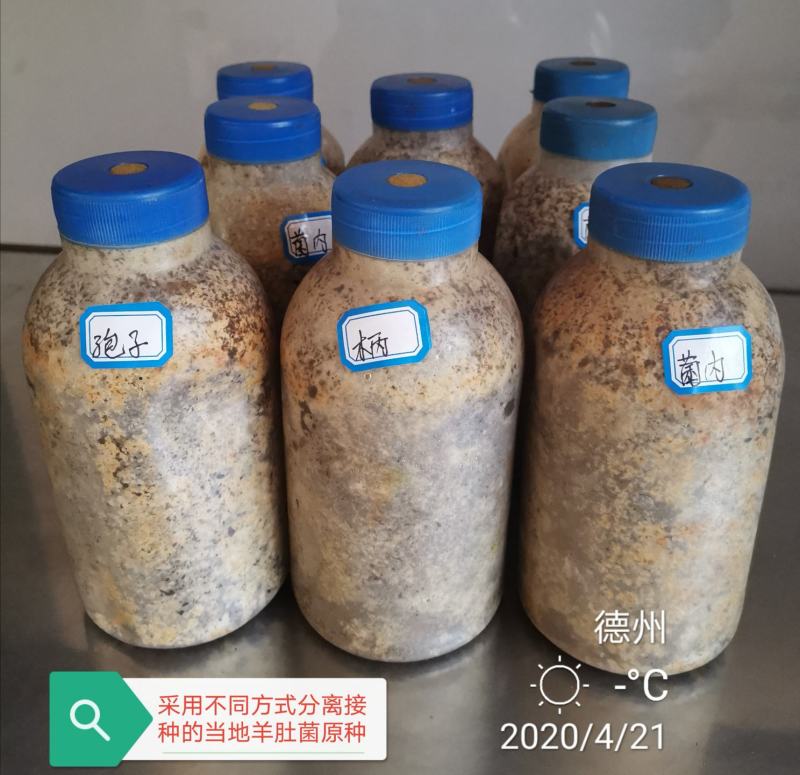 羊肚菌母种，原种，栽培种，营养包