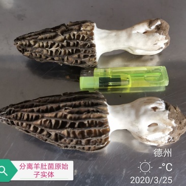 羊肚菌母种，原种，栽培种，营养包