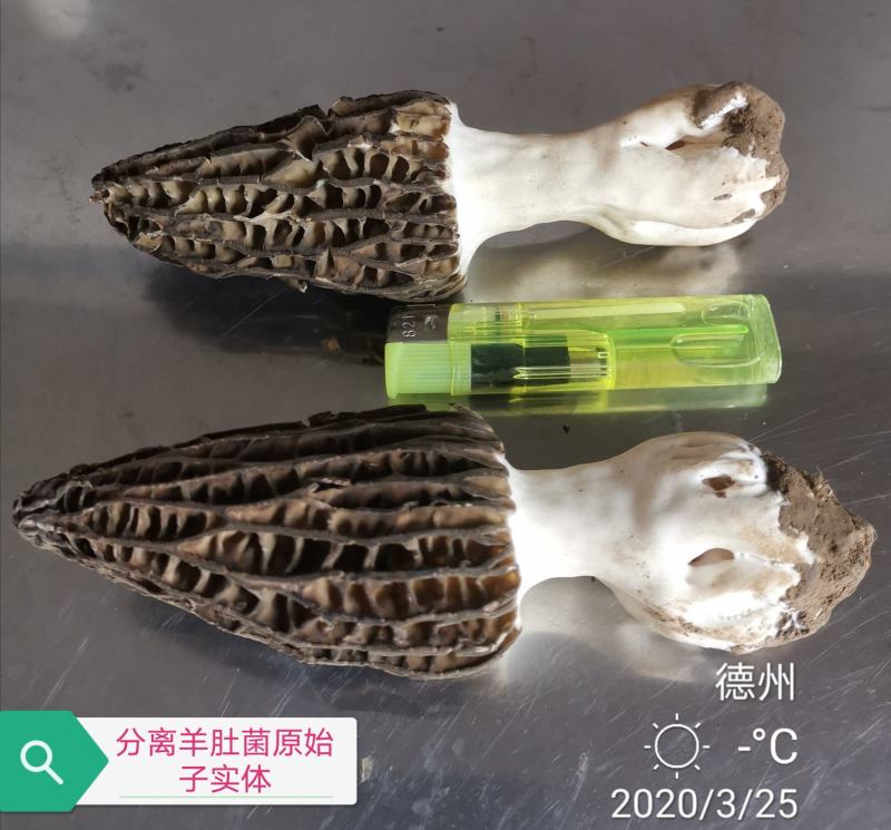 羊肚菌母种，原种，栽培种，营养包