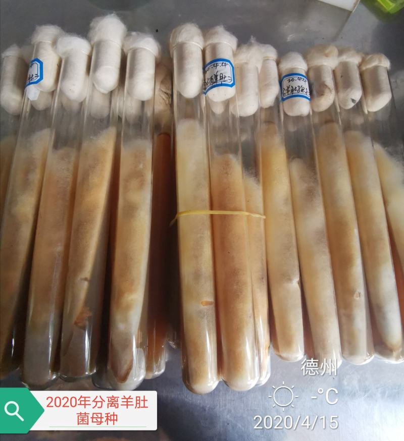 羊肚菌母种，原种，栽培种，营养包