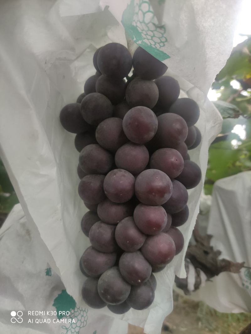 正宗沪太商品不多要的快快下手