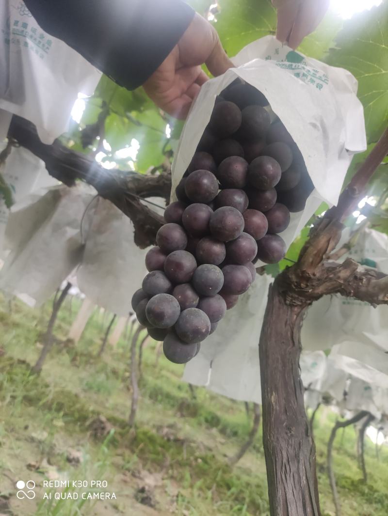 正宗沪太商品不多要的快快下手