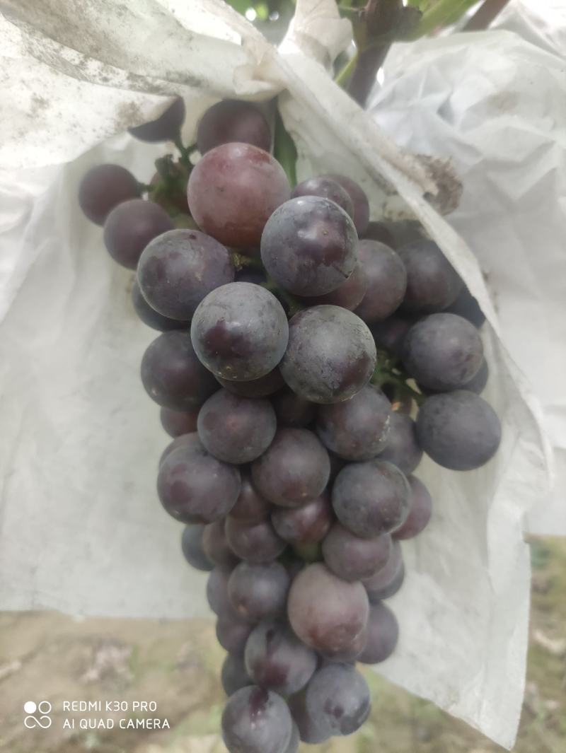 正宗沪太商品不多要的快快下手