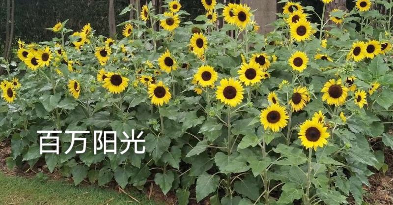 向日葵播种苗百万阳光喜阳花卉盆栽花海工程