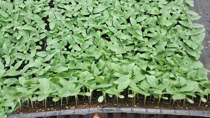 向日葵播种苗百万阳光喜阳花卉盆栽花海工程