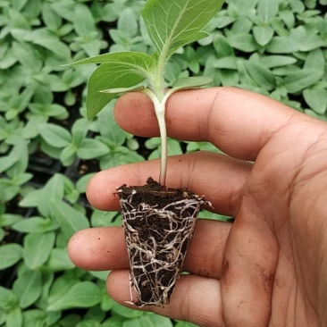 向日葵播种苗百万阳光喜阳花卉盆栽花海工程