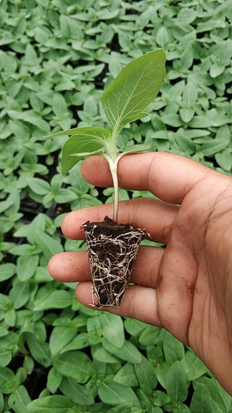 向日葵播种苗百万阳光喜阳花卉盆栽花海工程