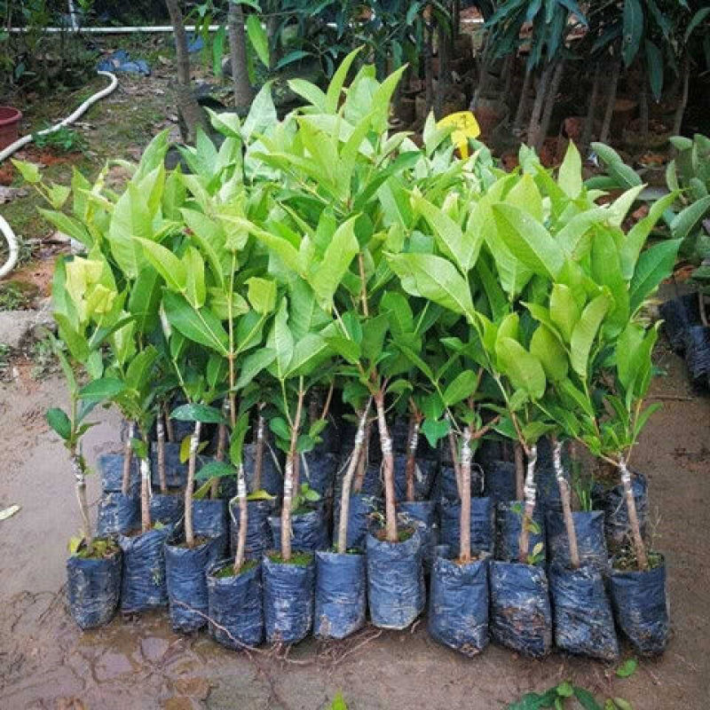 莲雾果苗莲雾嫁接树苗黑金刚大叶红带泥发货盆栽地载庭院种植