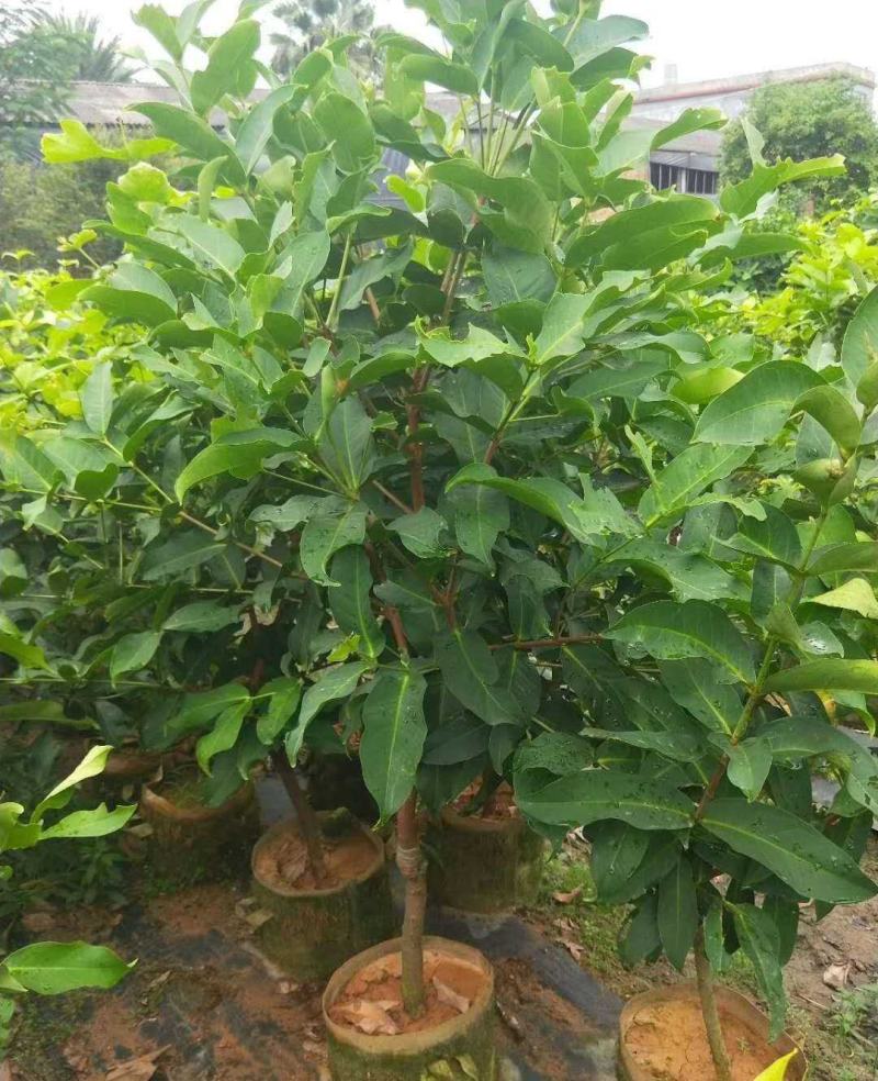 莲雾果苗莲雾嫁接树苗黑金刚大叶红带泥发货盆栽地载庭院种植