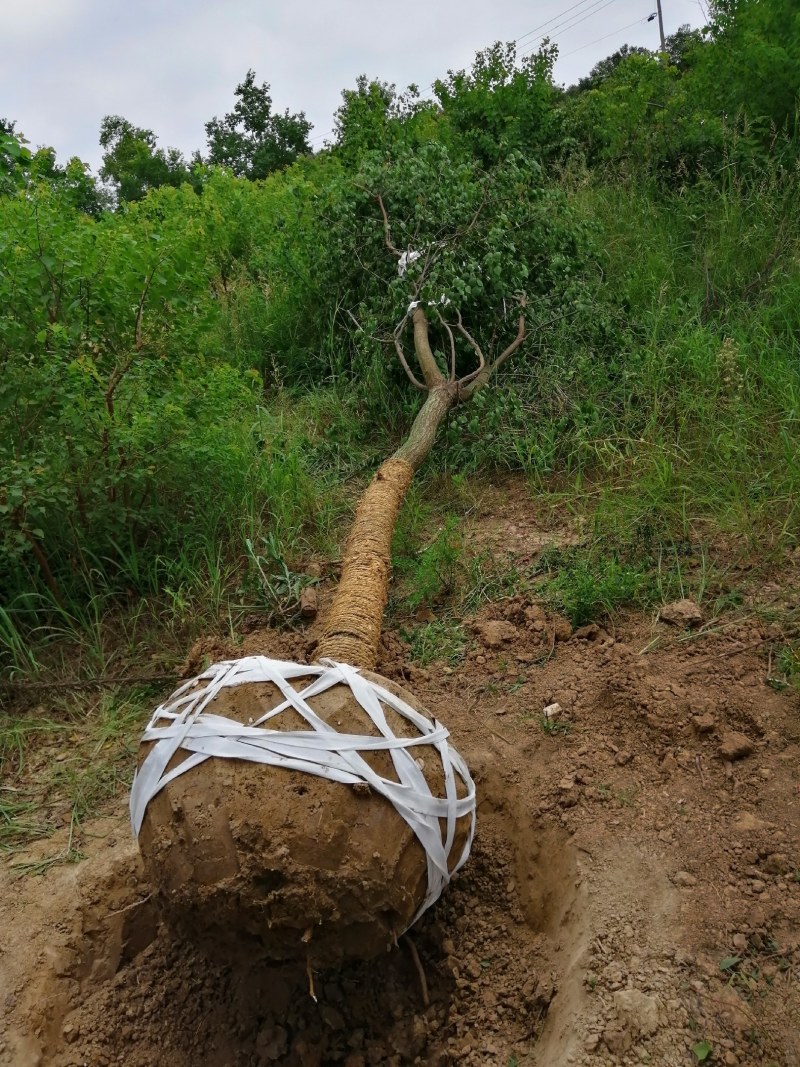 精品乌桕大量供应，产地肥西县1000亩地，规格齐全