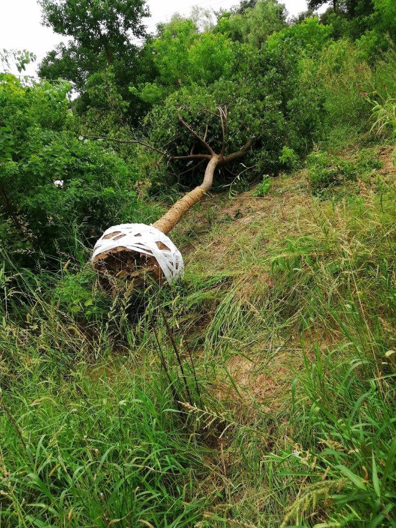 精品乌桕大量供应，产地肥西县1000亩地，规格齐全