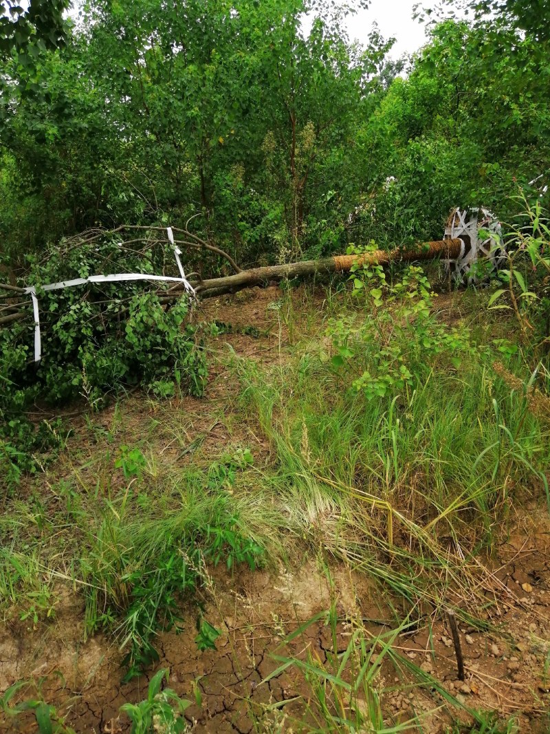 精品乌桕大量供应，产地肥西县1000亩地，规格齐全