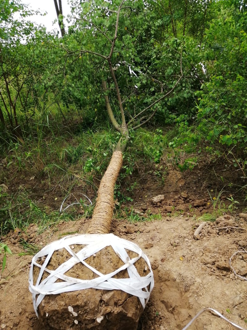 精品乌桕大量供应，产地肥西县1000亩地，规格齐全