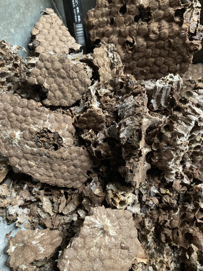 中药材蜂房天然马蜂窝块无虫卵优质好货批发