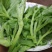 冰菜冰草种苗盆栽特菜籽冰菜四季大棚四季种植