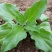 冰菜冰草种苗盆栽特菜籽冰菜四季大棚四季种植
