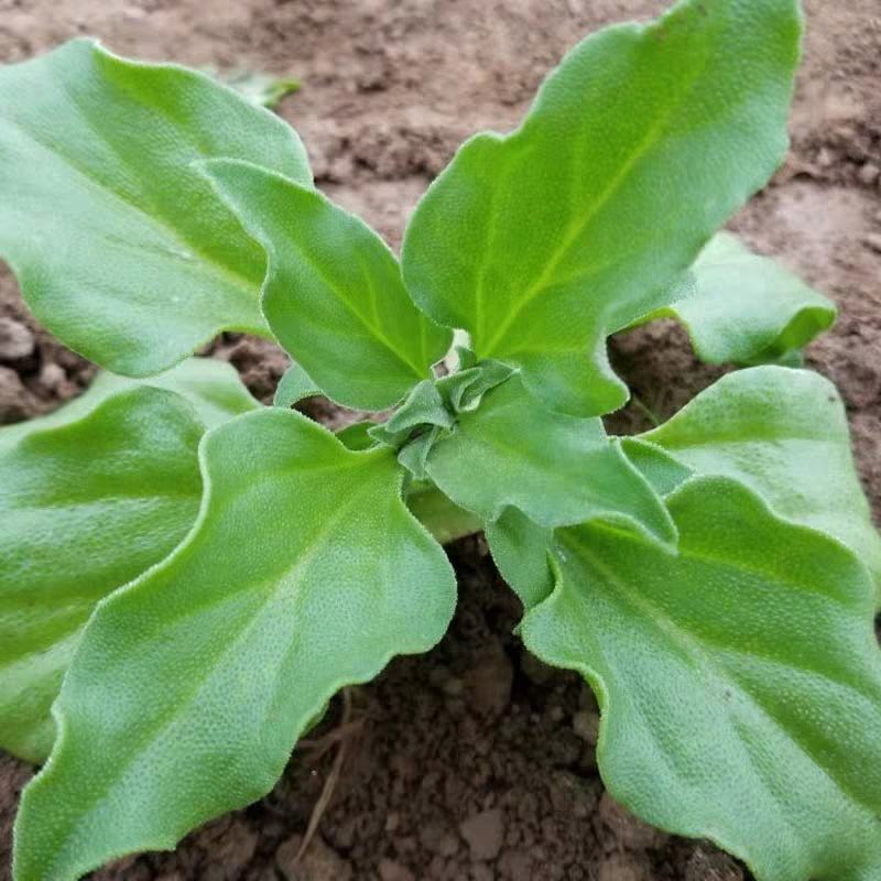 冰菜冰草种苗盆栽特菜籽冰菜四季大棚四季种植