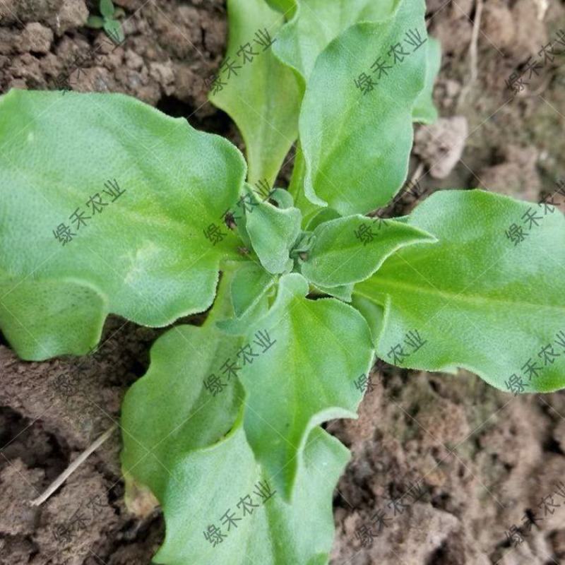冰菜冰草种苗盆栽特菜籽冰菜四季大棚四季种植