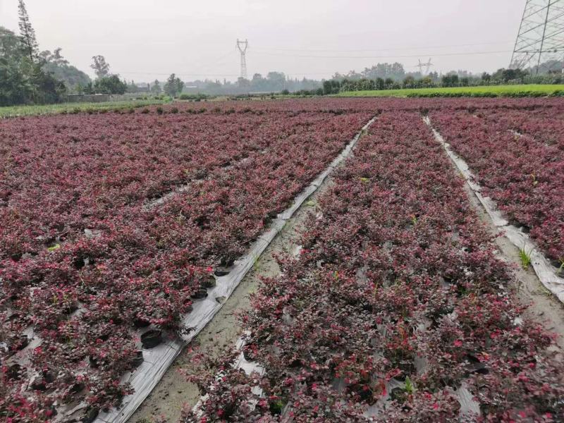 郫都区红继木种植基地，红继木种植户自家货源，成都红继木价