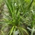 郫都区大花萱草价格低，大花萱草自家货源自产自销，大花萱草