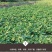 牛栏岭自家种植板栗小香薯软糯香甜29.9包邮5斤