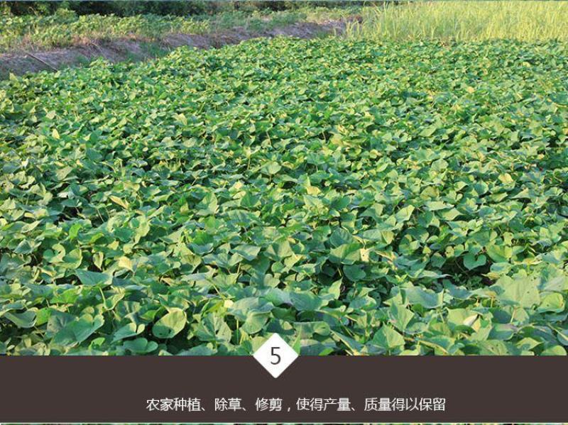 牛栏岭自家种植板栗小香薯软糯香甜29.9包邮5斤