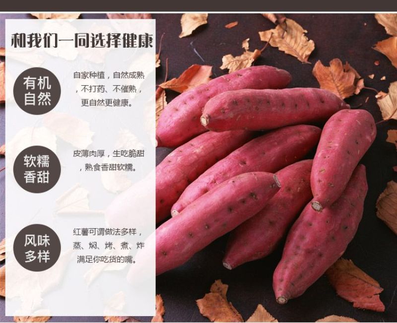 牛栏岭自家种植板栗小香薯软糯香甜29.9包邮5斤