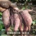 牛栏岭自家种植板栗小香薯软糯香甜29.9包邮5斤