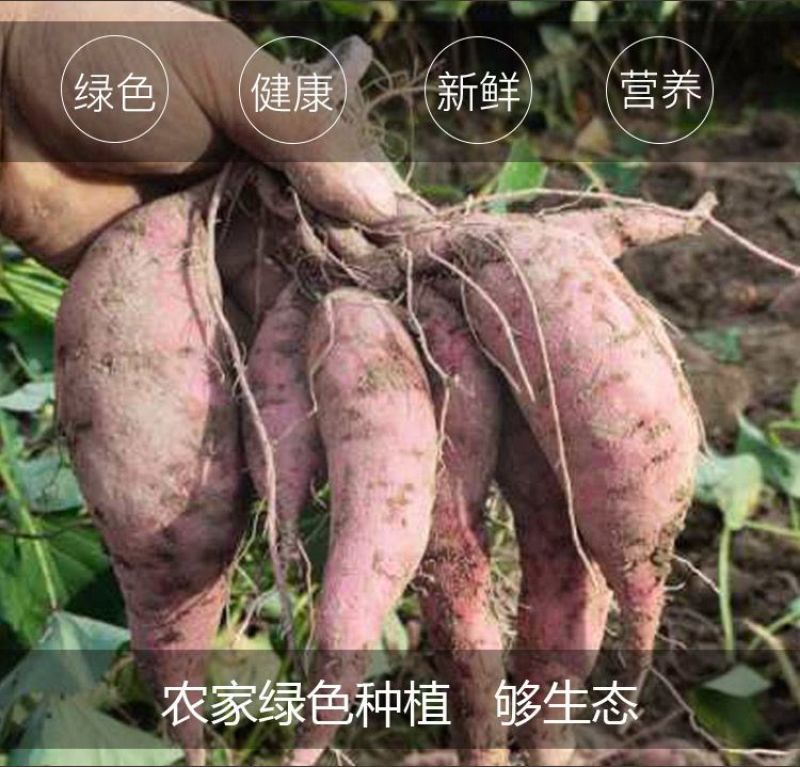 牛栏岭自家种植板栗小香薯软糯香甜29.9包邮5斤