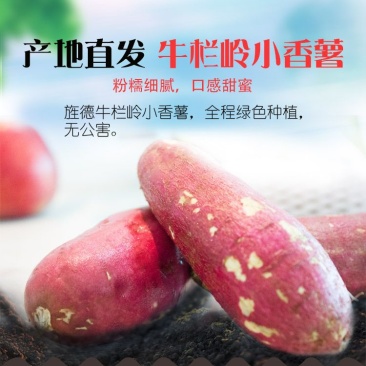 牛栏岭自家种植板栗小香薯软糯香甜29.9包邮5斤