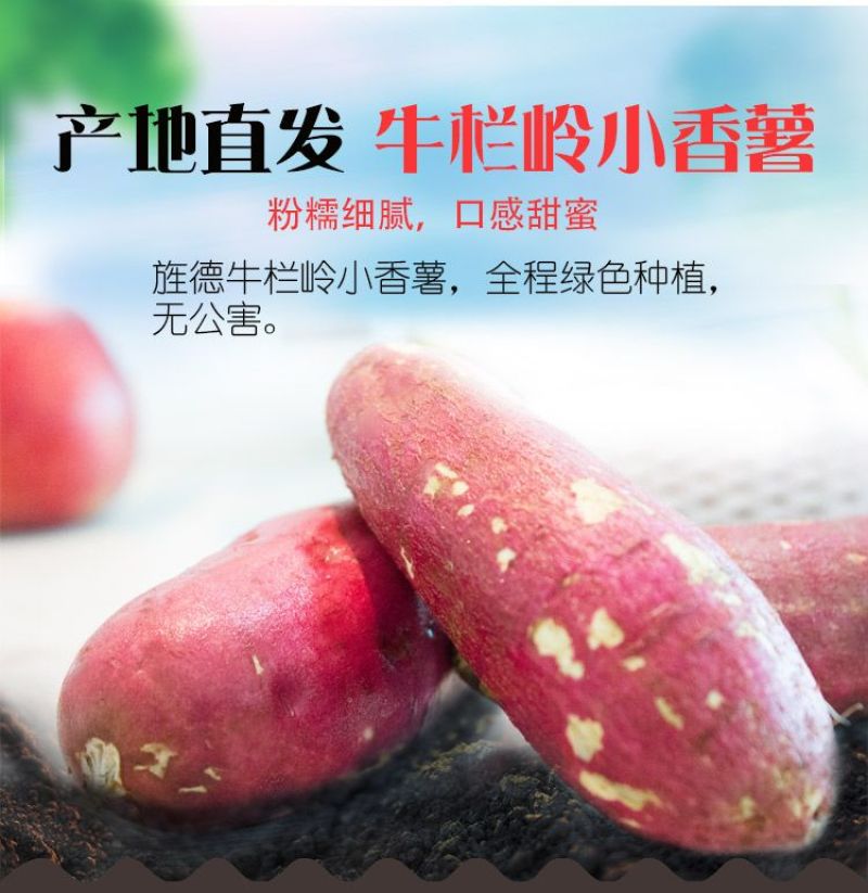 牛栏岭自家种植板栗小香薯软糯香甜29.9包邮5斤