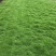 满草台湾二号出售12分货的台湾草可起草块和草巻欢迎