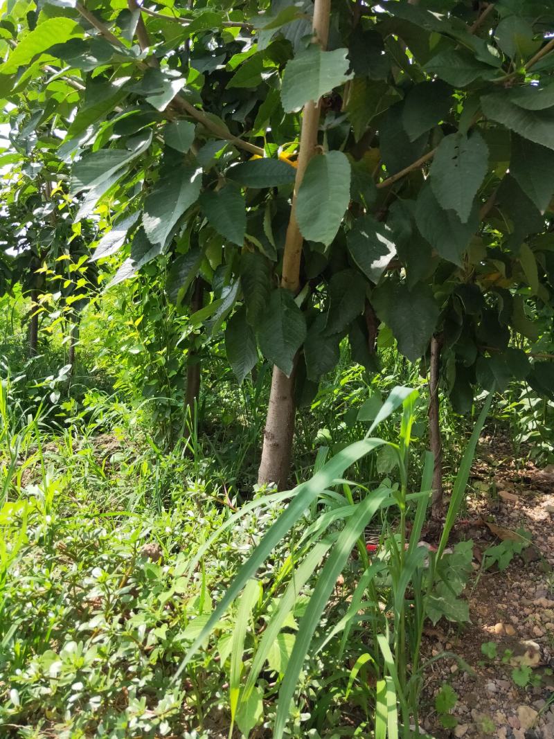 樱桃苗，农户直供，货源充足，纯度高，成活率高。