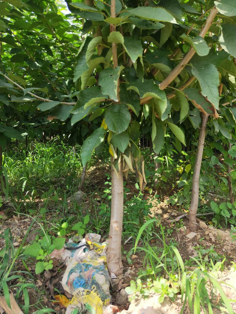 樱桃苗，农户直供，货源充足，纯度高，成活率高。
