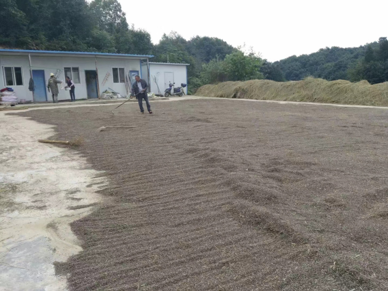 康熙胭脂稻种子500克包装全国包邮