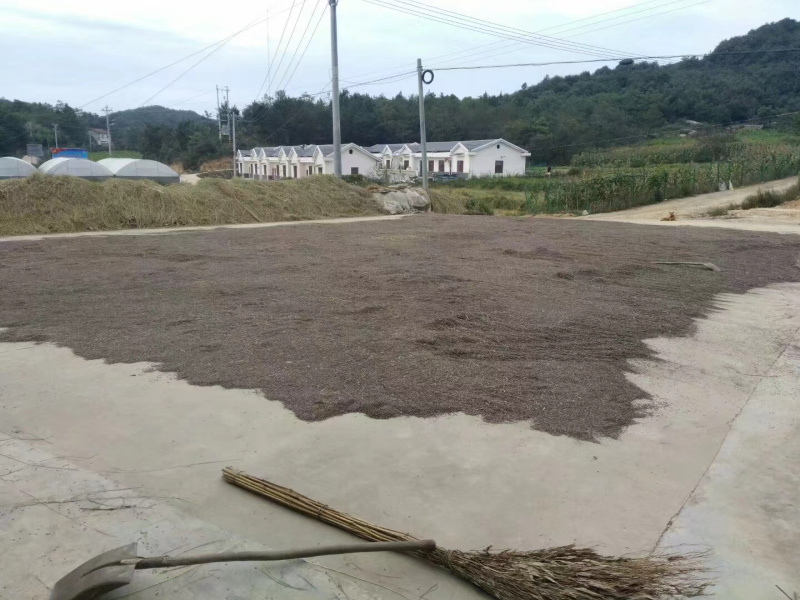 康熙胭脂稻种子500克包装全国包邮