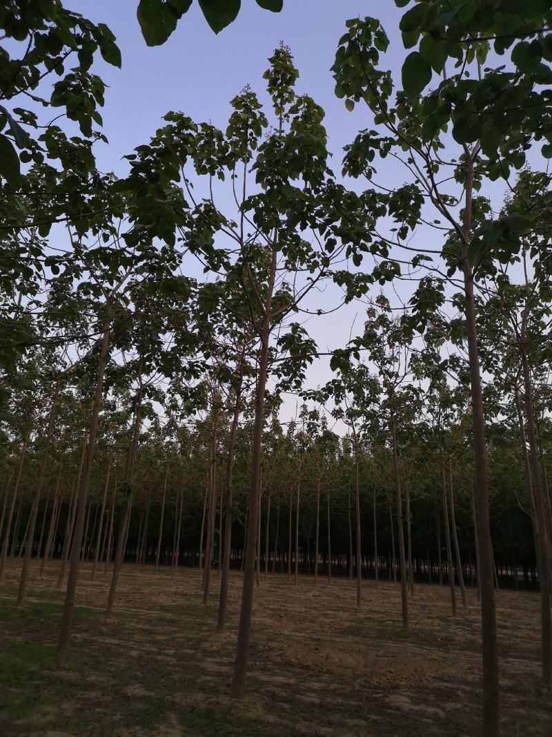 泡桐，紫花泡桐10—25公分常年供应各种规格欢迎来电咨询