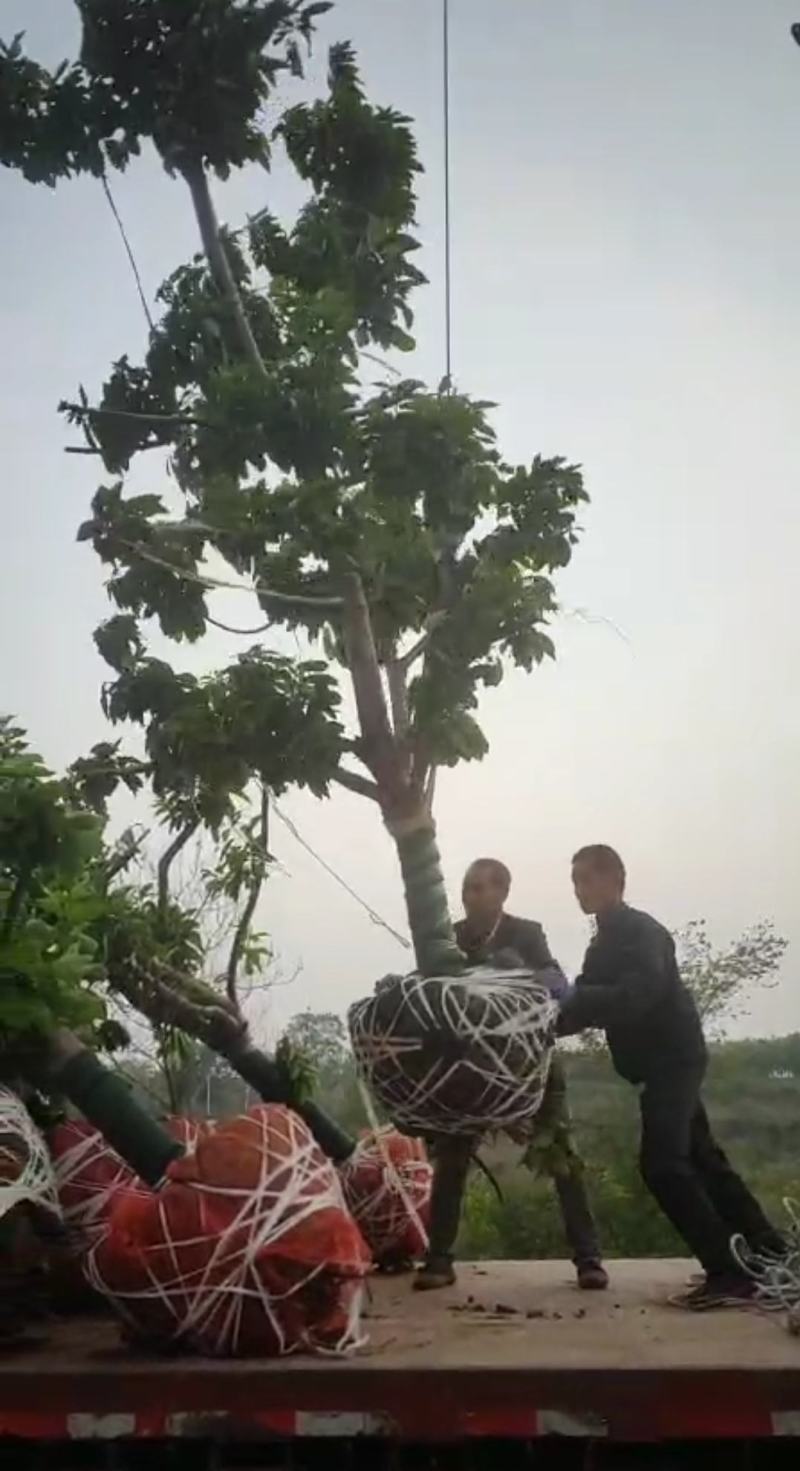 绿化樱桃树，产地直销货源充足。纯度高，成活率高