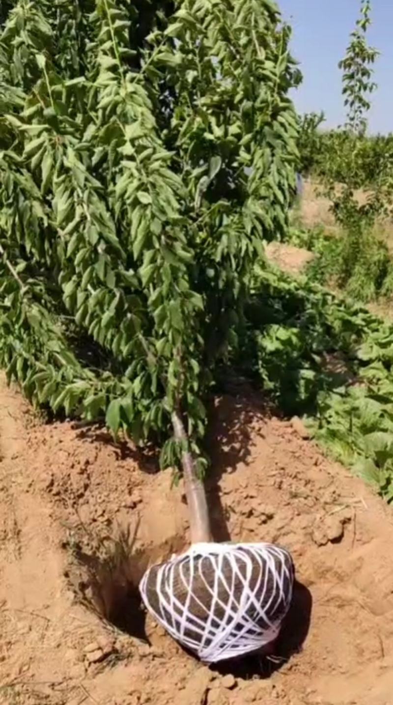 绿化樱桃树，产地直销货源充足。纯度高，成活率高