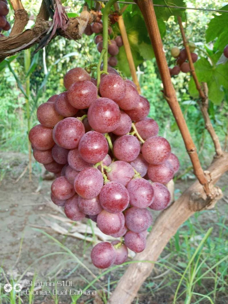 【精选红提】陕西优质红提葡萄批发一条龙服务按需发货